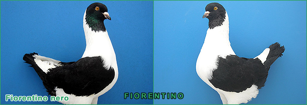 header fiorentino1