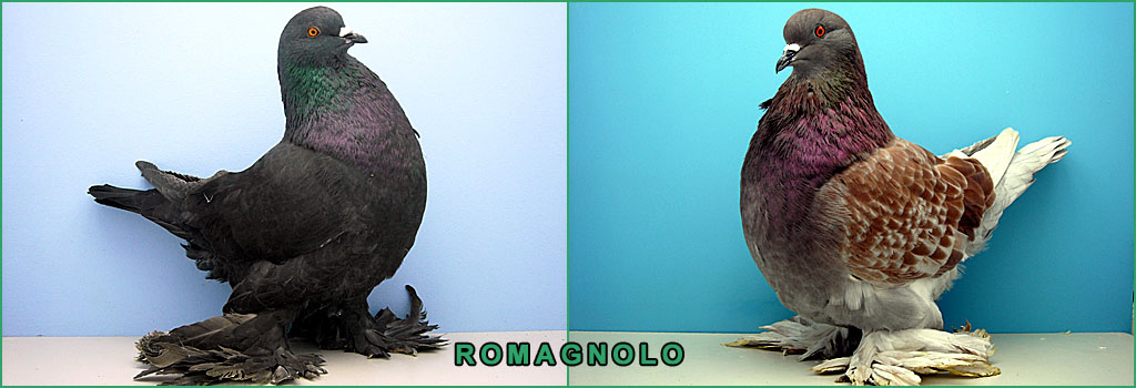 header romagnolo1